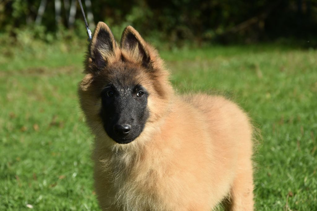 du Bray Bocage - Chiot disponible  - Berger Belge