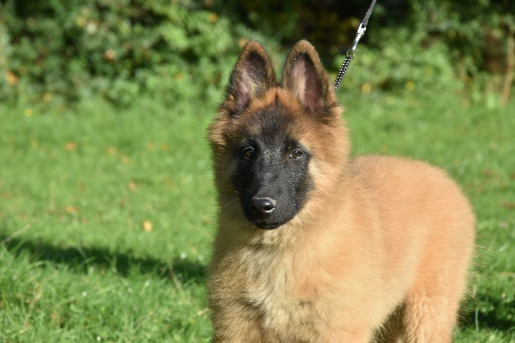 du Bray Bocage - Chiot disponible  - Berger Belge