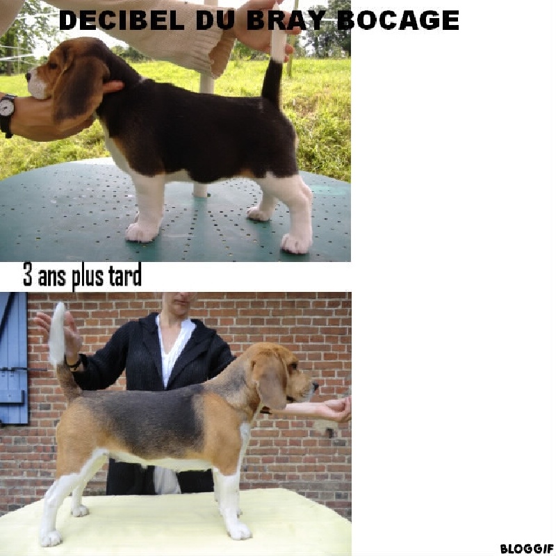 Decibel du Bray Bocage