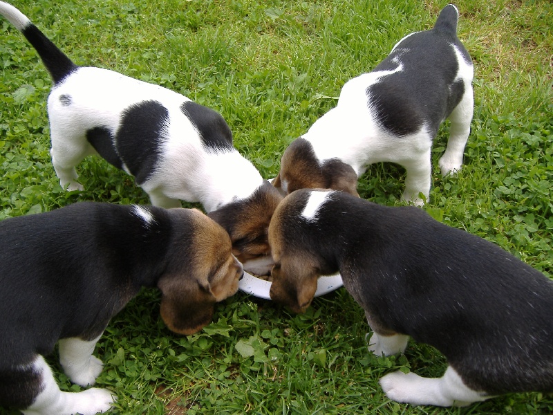 chiots Vesta 2008