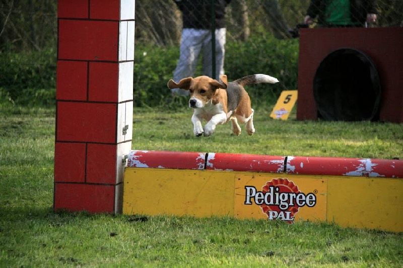 agility