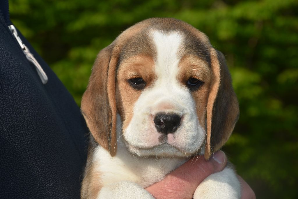 du Bray Bocage - Chiots disponibles - Beagle