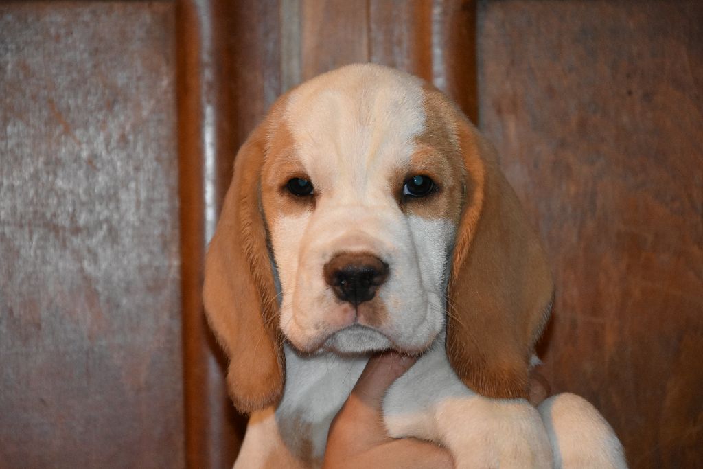 du Bray Bocage - Beagle - Portée née le 12/09/2023