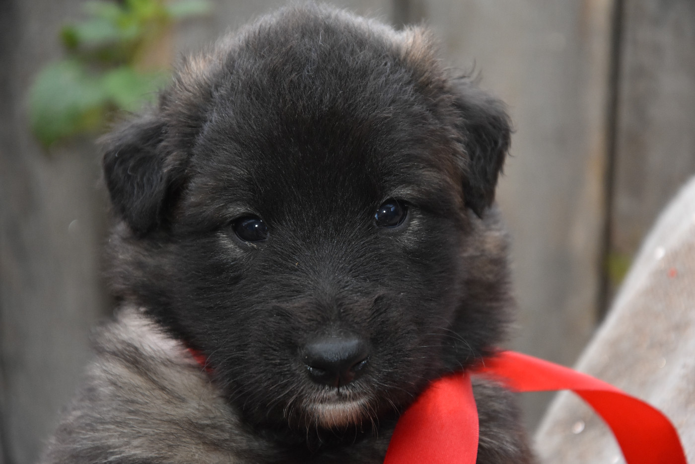 du Bray Bocage - Chiots disponibles - Berger Belge