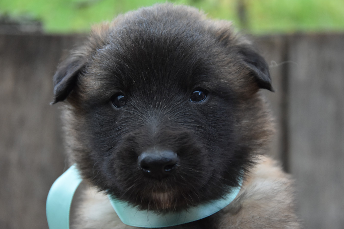 du Bray Bocage - Chiots disponibles - Berger Belge