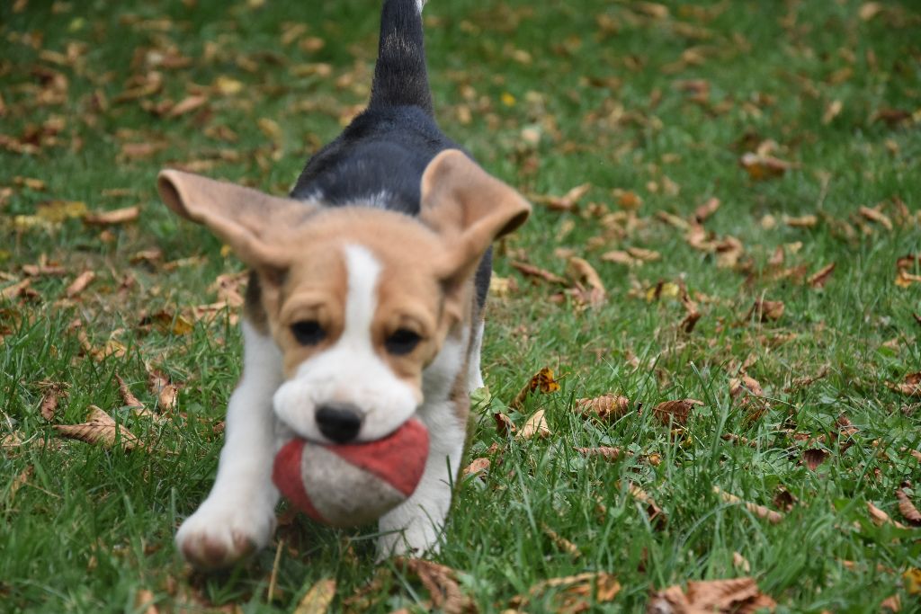 du Bray Bocage - Beagle - Portée née le 30/06/2019