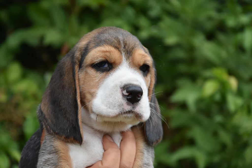 du Bray Bocage - Beagle - Portée née le 16/06/2019