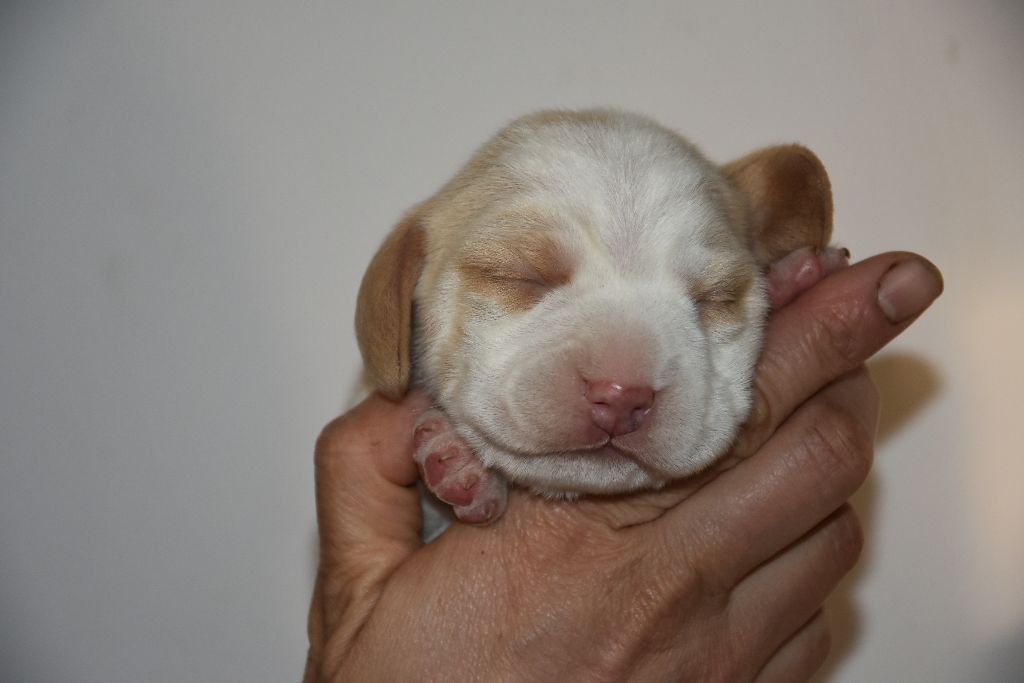 du Bray Bocage - Beagle - Portée née le 13/03/2024