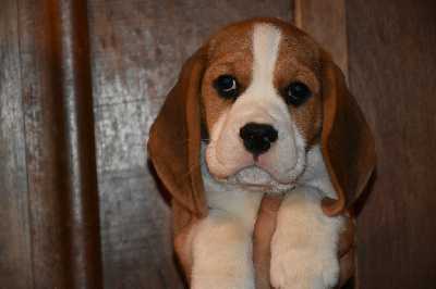 CHIOT 6