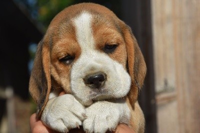 Sole mio