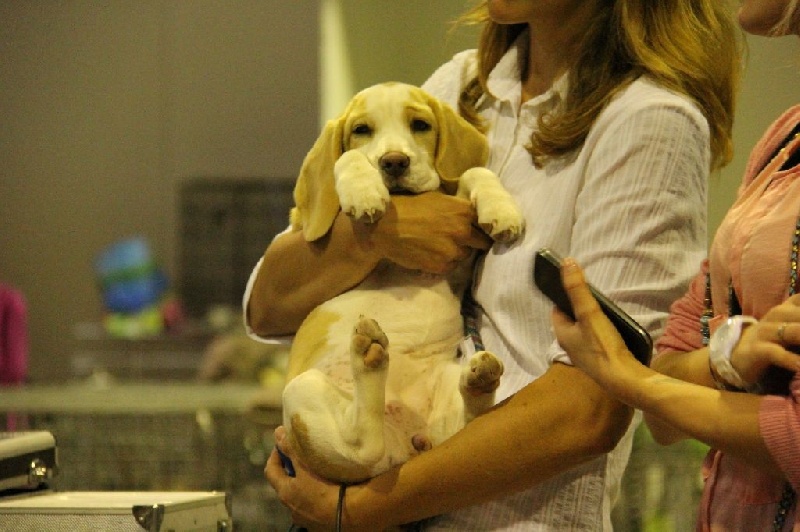 du Bray Bocage - Beagle - Portée née le 17/05/2014
