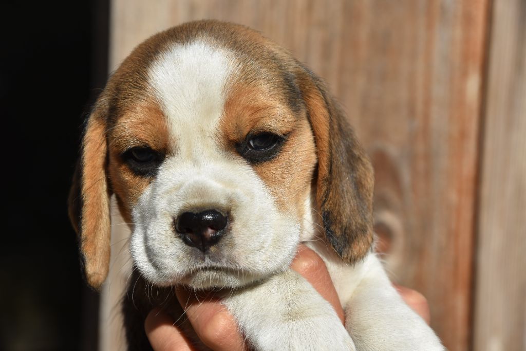 du Bray Bocage - Beagle - Portée née le 13/08/2021