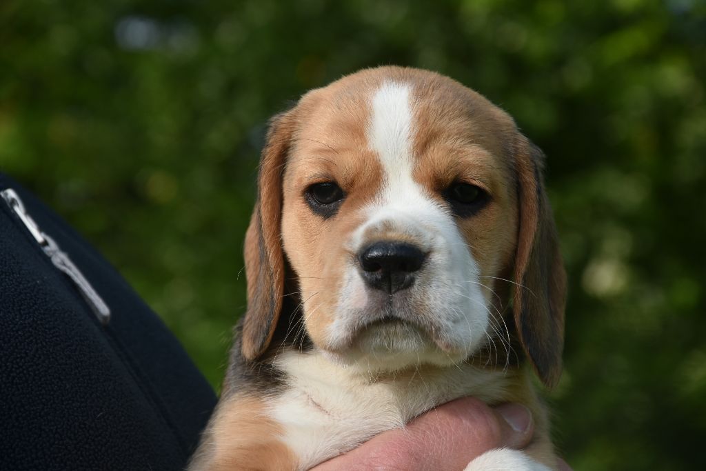 du Bray Bocage - Chiots disponibles - Beagle